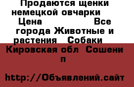 Продаются щенки немецкой овчарки!!! › Цена ­ 6000-8000 - Все города Животные и растения » Собаки   . Кировская обл.,Сошени п.
